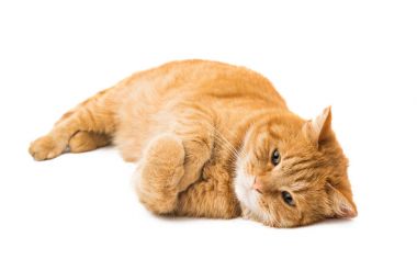 izole kırmızı kedi 