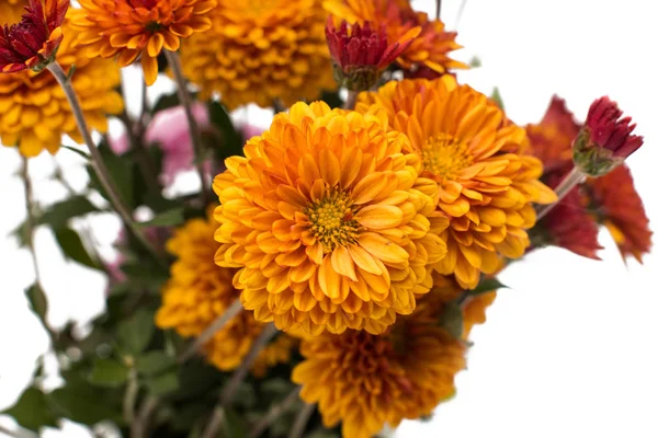 Turuncu kasımpatı çiçekleri 