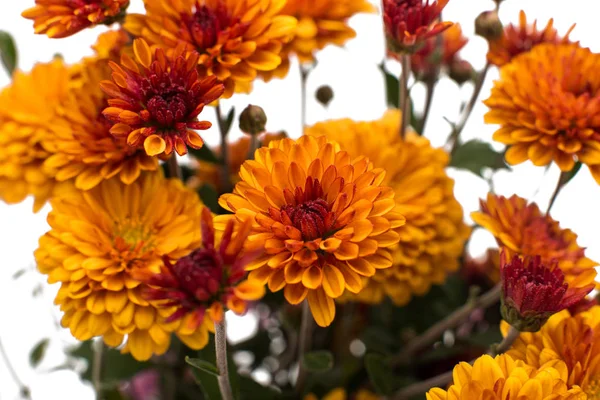 Turuncu kasımpatı çiçekleri 