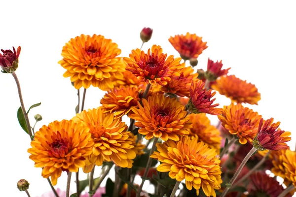 Turuncu kasımpatı çiçekleri 