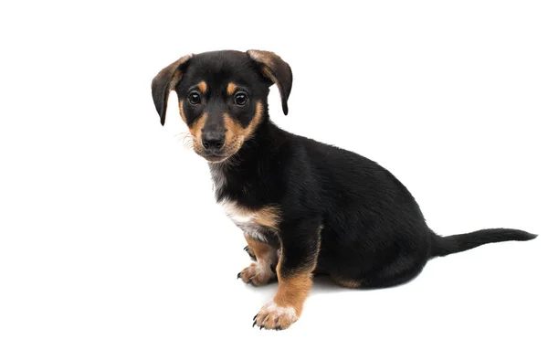 Cachorro dachshund isolado — Fotografia de Stock