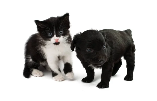 Little kitten and puppy isolated — Stock Photo, Image