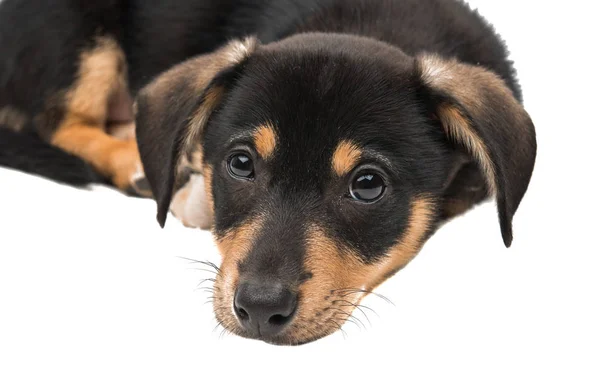 Pup teckel geïsoleerd — Stockfoto