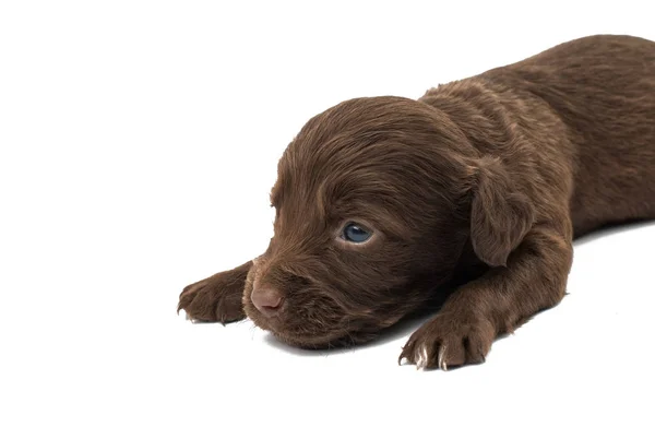 Pequeños cachorros aislados — Foto de Stock