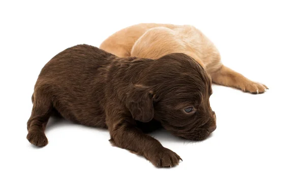 Little puppies isolated — Stock Photo, Image