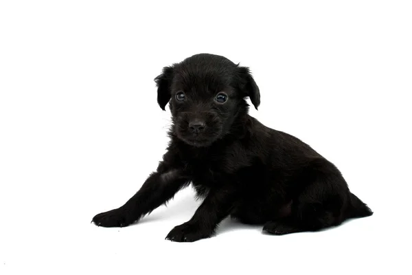 Kleine puppy geïsoleerd — Stockfoto