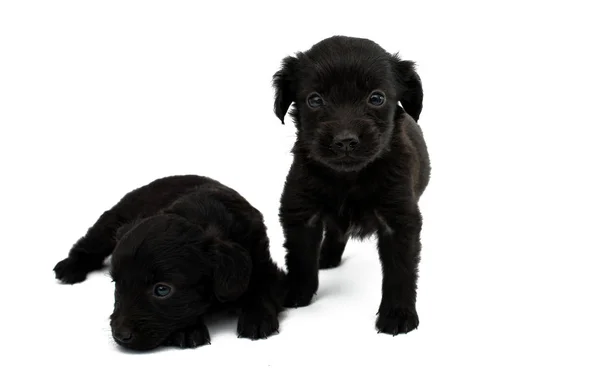 Little puppies isolated — Stock Photo, Image