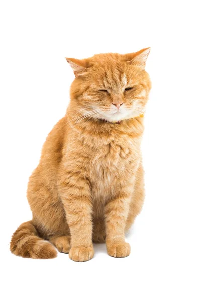 Gato vermelho isolado — Fotografia de Stock