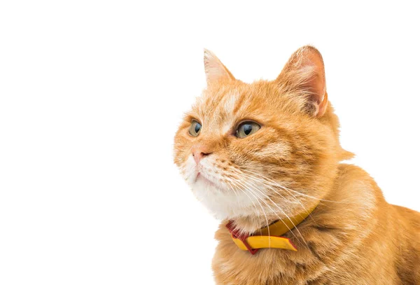 Gato vermelho isolado — Fotografia de Stock