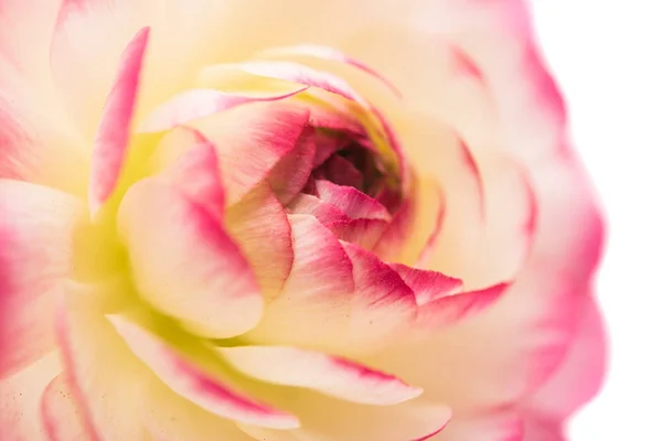 Butterblume aus nächster Nähe — Stockfoto