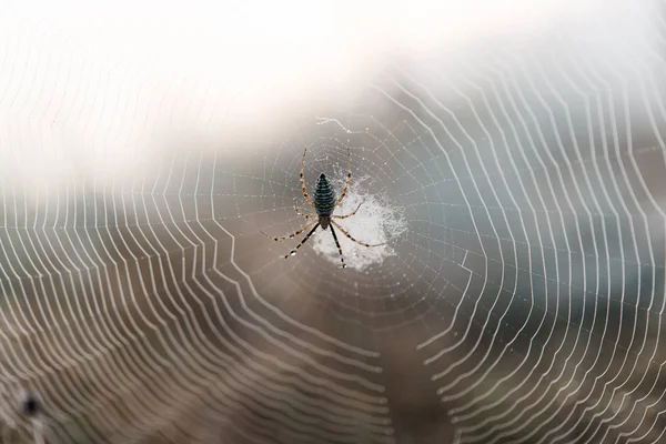 Spinnenweb in de ochtend — Stockfoto