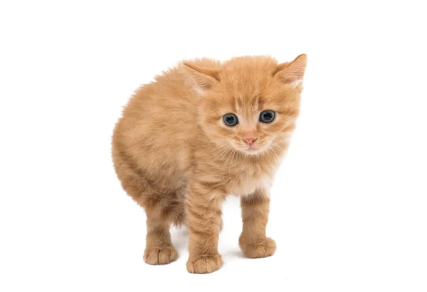 生姜子猫赤ちゃん — ストック写真