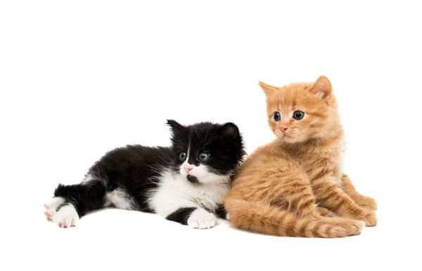 Zencefil yavru kedi bebek — Stok fotoğraf