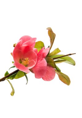 izole kırmızı çiçekler 