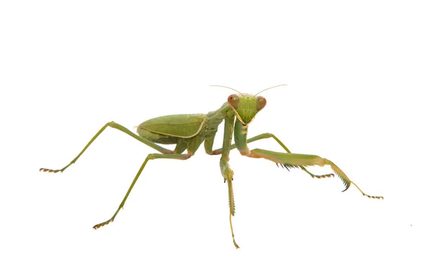 Grüne Gottesanbeterin isoliert — Stockfoto