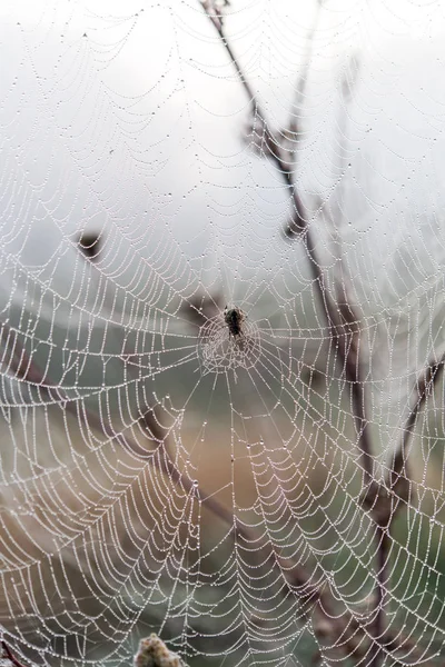 Teia de aranha de manhã — Fotografia de Stock