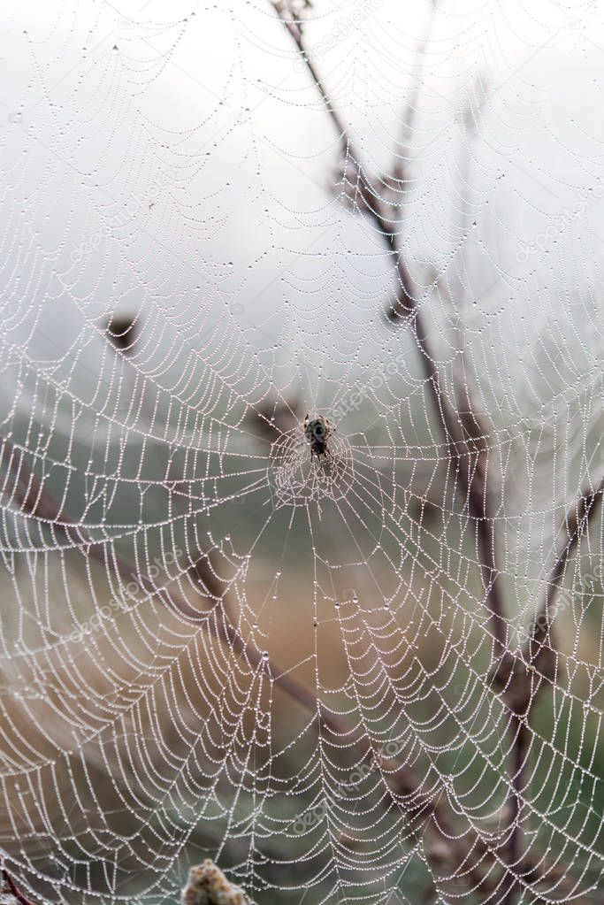 spider web in the morning 