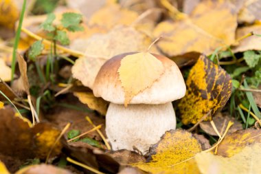 sonbaharda büyüyen beyaz mantar