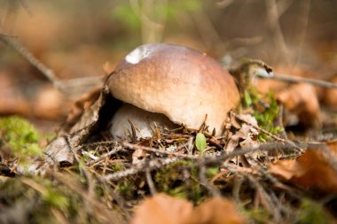 sonbaharda büyüyen beyaz mantar