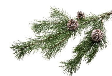 İzole koniler ile çam dalı 