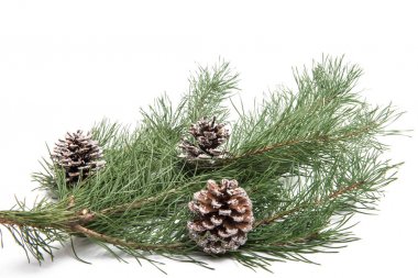 İzole koniler ile çam dalı 