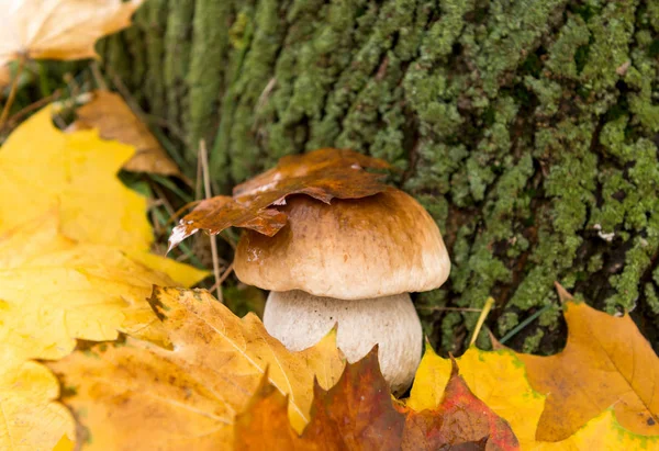 Champignon blanc croissant en automne — Photo