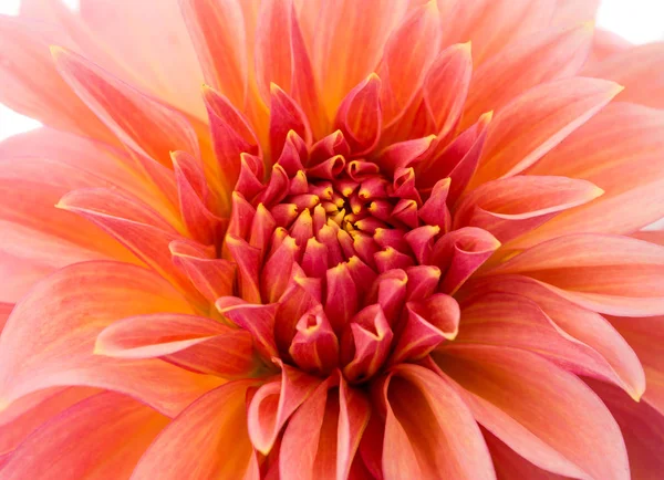 Izole kırmızı yıldız çiçeği — Stok fotoğraf