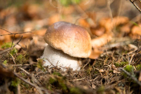 Biały grzyb rośnie na jesieni — Zdjęcie stockowe