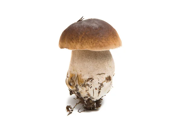 孤立的白蘑菇 — 图库照片