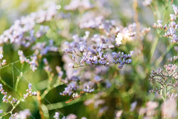 Las flores pequeñas de color lila en el prado —  Fotos de Stock