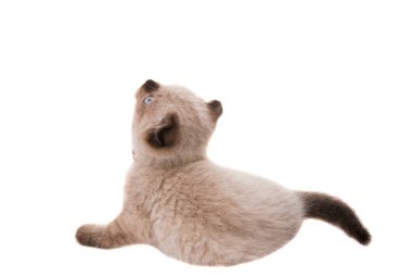 İzole lop-eared yavru kedi 