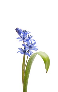 Güzel mavi doğal taze kardelen çiçek 