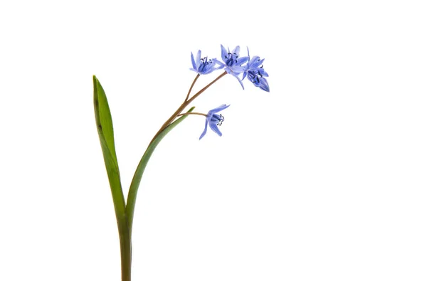 Güzel mavi doğal taze kardelen çiçek — Stok fotoğraf