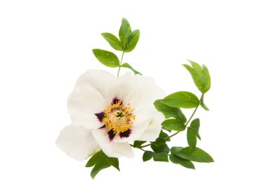 çiçek izole Şakayık 