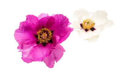 çiçek izole Şakayık 