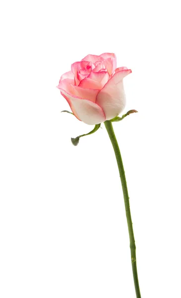 Pink and white rose isolated — Stock Photo, Image