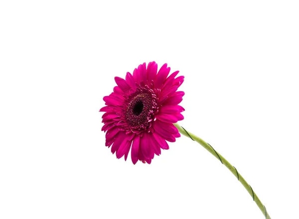 Gerbera rosa isolado — Fotografia de Stock
