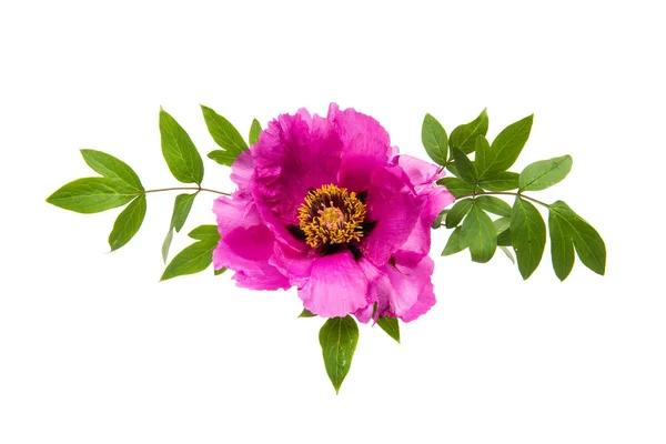 Bloem Peony geïsoleerd — Stockfoto