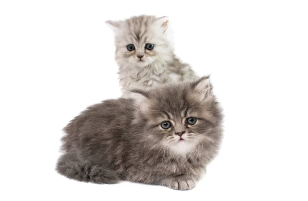 Puszyste kociaki na białym tle — Zdjęcie stockowe