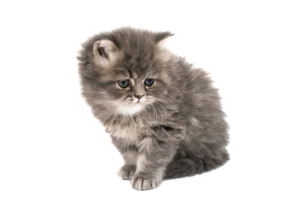 Fluffy kittens isolated — Stock Photo, Image