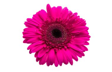pembe gerbera izole 