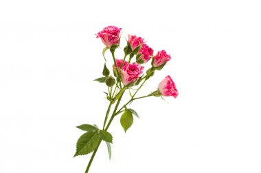 izole küçük pembe güller 