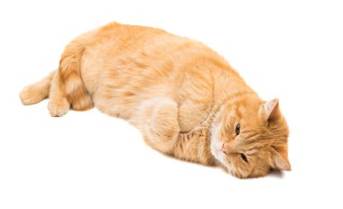 İzole İskoç kırmızı kedi 