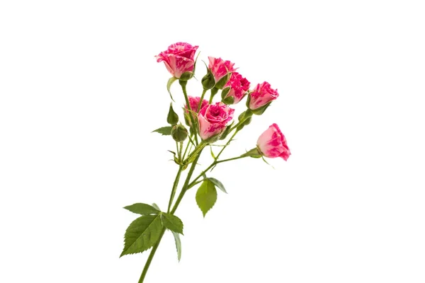 ピンクの小さなバラを分離 — ストック写真