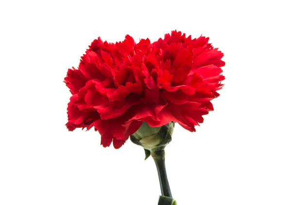孤立的红色康乃馨 — 图库照片