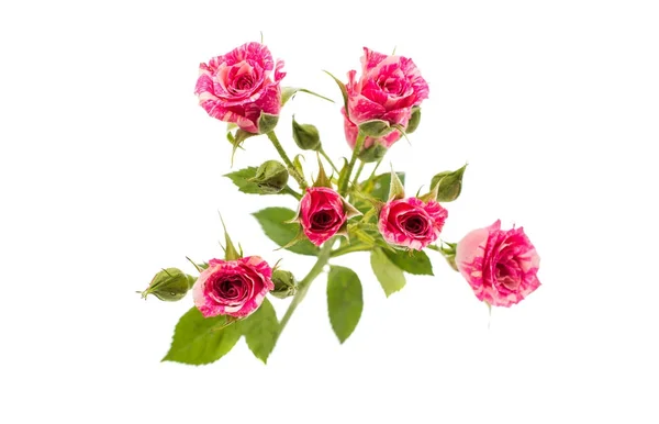Rosa pequeñas rosas aisladas —  Fotos de Stock