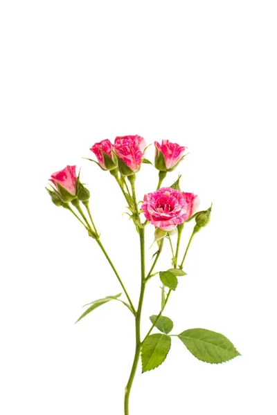 ピンクの小さなバラを分離 — ストック写真