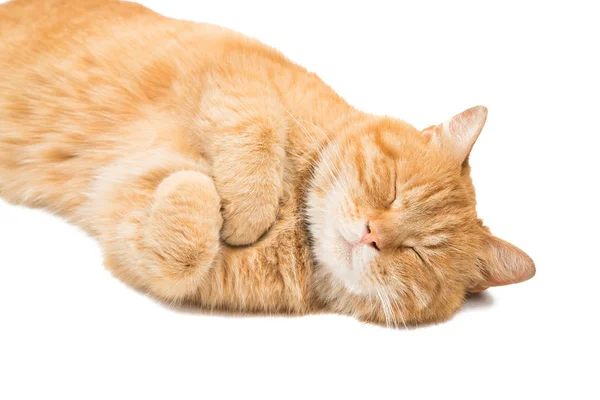 Gato vermelho escocês isolado — Fotografia de Stock