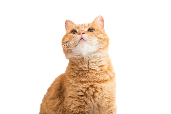 Scottish red cat isolated — Stock Photo, Image