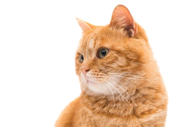 Gato vermelho escocês isolado — Fotografia de Stock